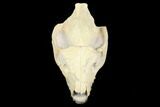 Fossil Oreodont (Merycoidodon) Skull - Wyoming #176530-2